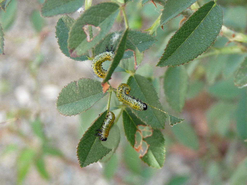 Larve su rosa (credo rosa Agrestis): Argidae- Arge ochropus