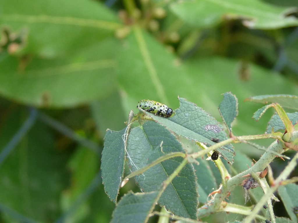 Larve su rosa (credo rosa Agrestis): Argidae- Arge ochropus