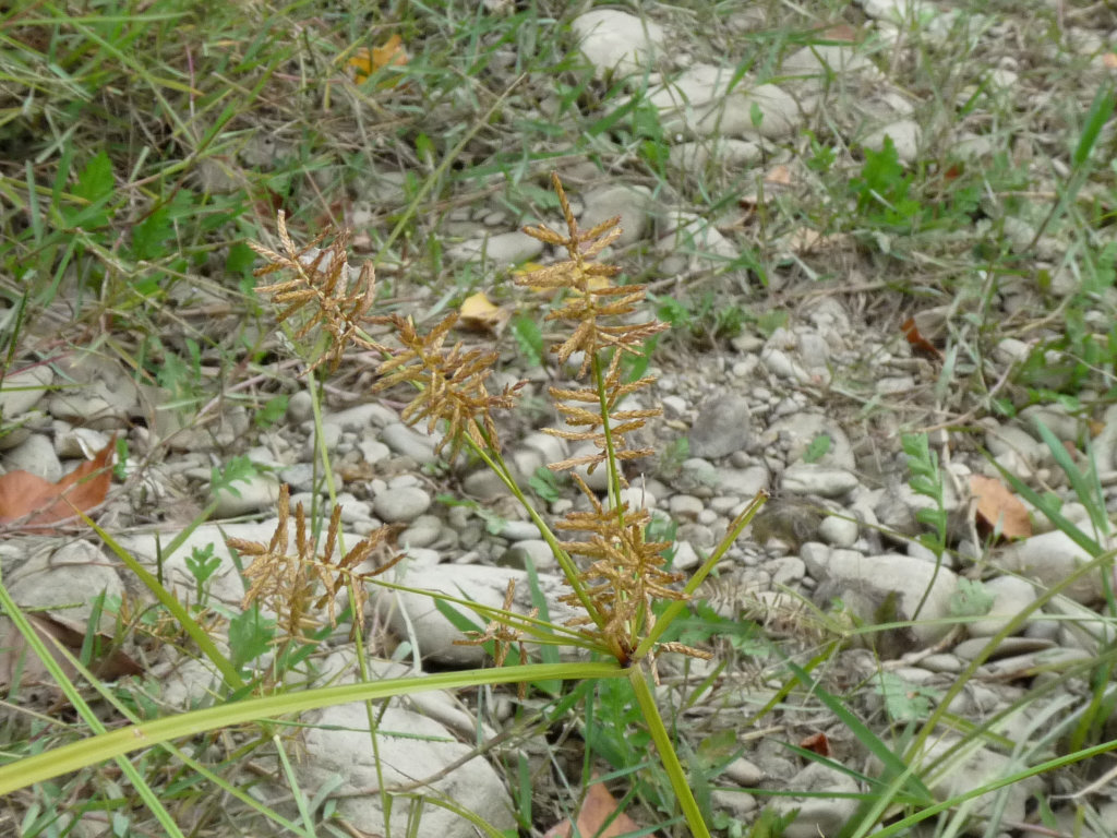 Cyperus esculentus / Zigolo dolce