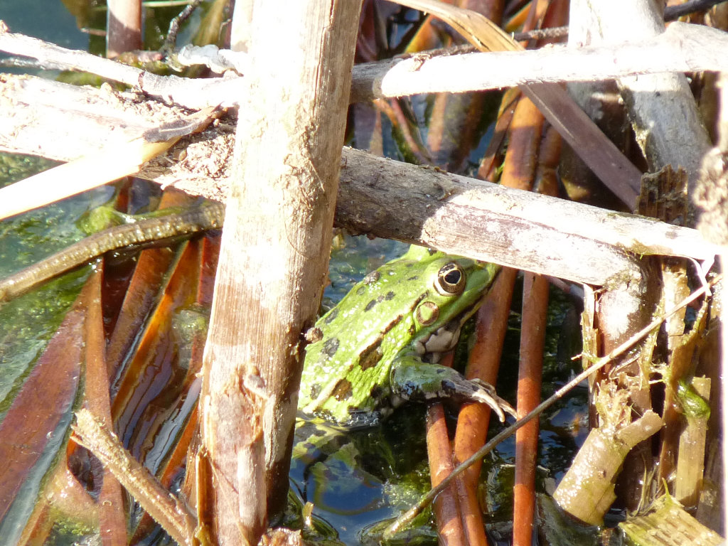 Rana verde - Pelophylax sp.