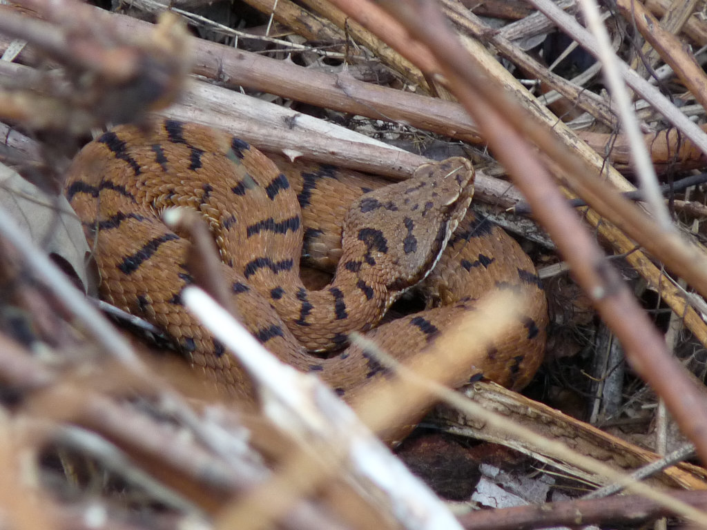 Vipera Aspis...