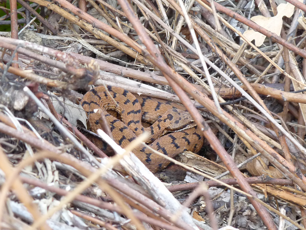 Vipera Aspis...