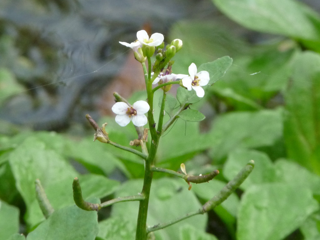 pianta palustre n. 2 Nasturtium officinale