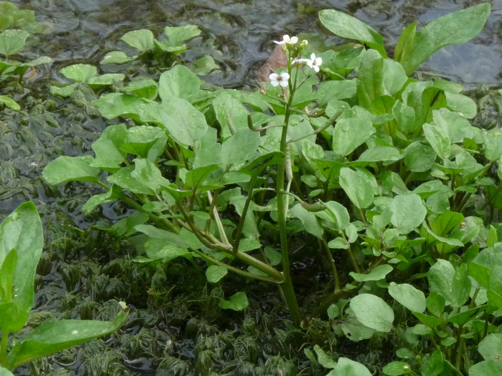 pianta palustre n. 2 Nasturtium officinale