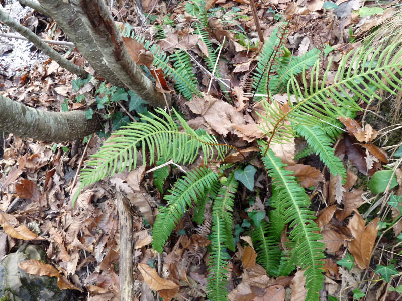 Struthiopteris spicant (= Blechnum spicant) / Lonchite minore