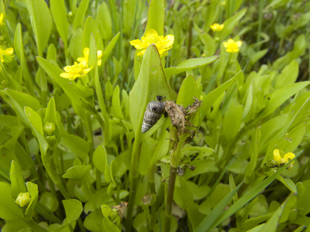 Ranunculus cfr. ophioglossifolius