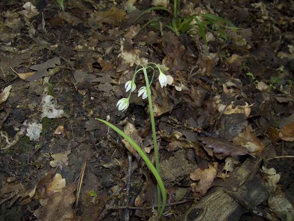 Allium pendulinum / Aglio pendolino