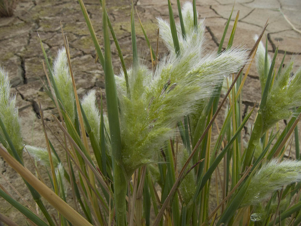 Polypogon monspeliensis