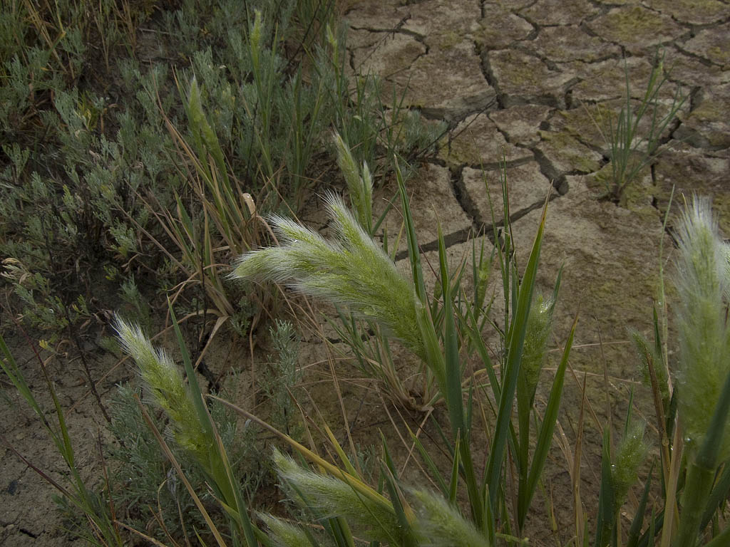 Polypogon monspeliensis