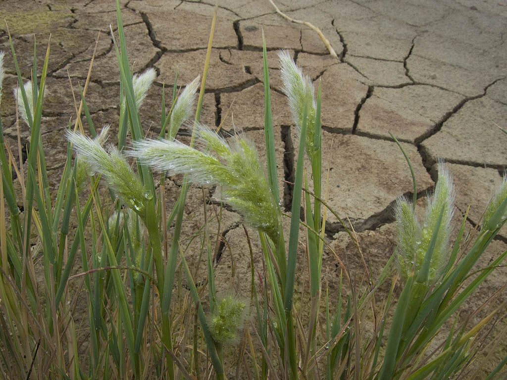 Polypogon monspeliensis