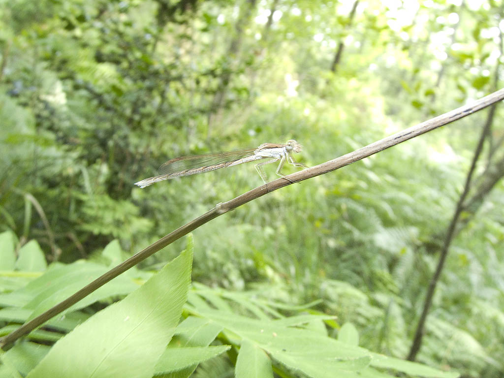 Da identificare - Sympecma fusca (femmina)