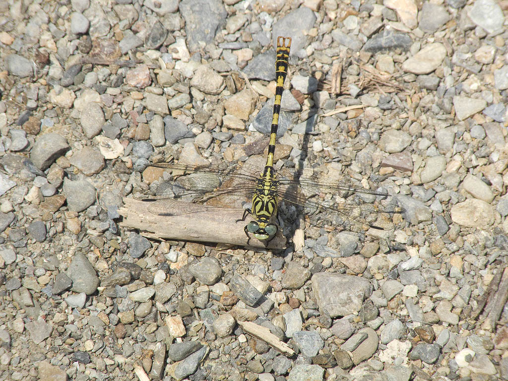 Onychogomphus forcipatus & uncatus