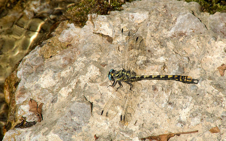 Onychogomphus forcipatus & uncatus