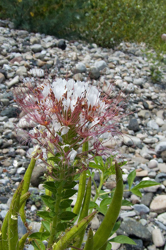 Polanisia trachysperma (=Polanisia dodecandra) / Polanisia