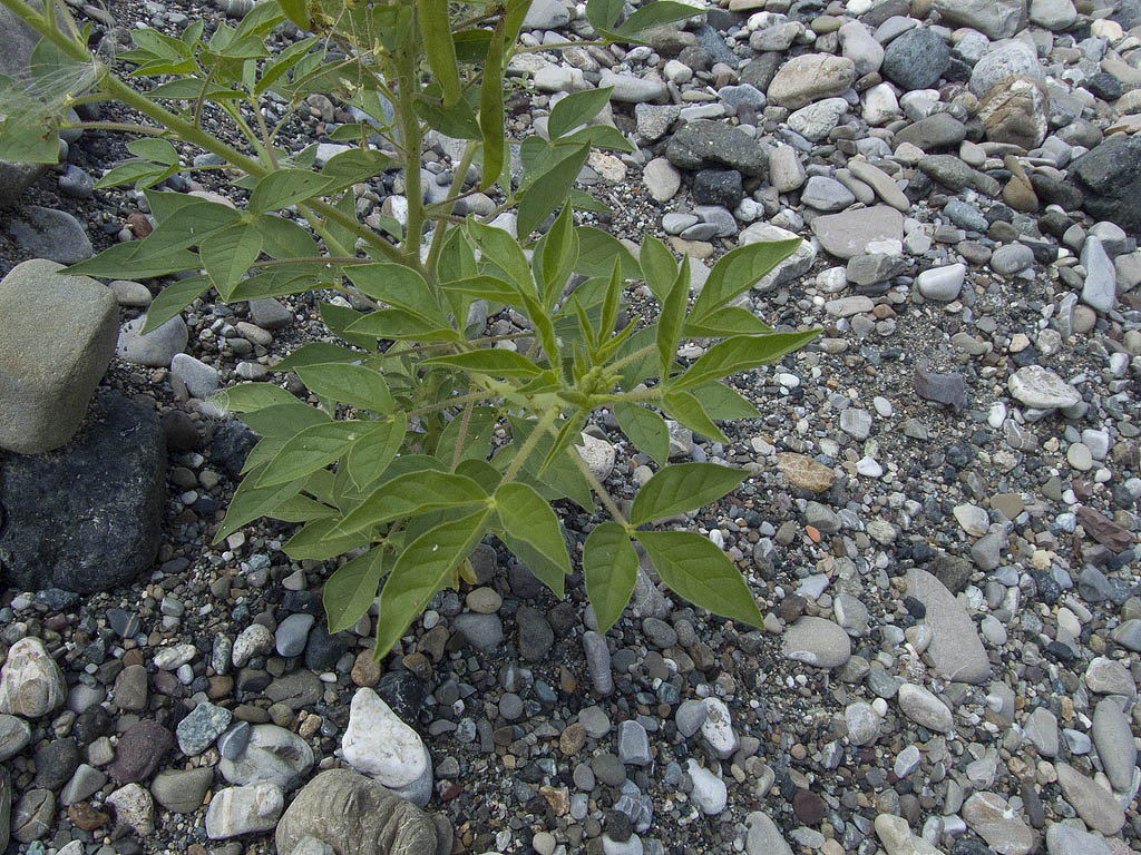 Polanisia trachysperma (=Polanisia dodecandra) / Polanisia