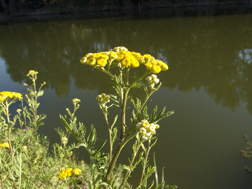 Tanacetum vulgare / Tanaceto