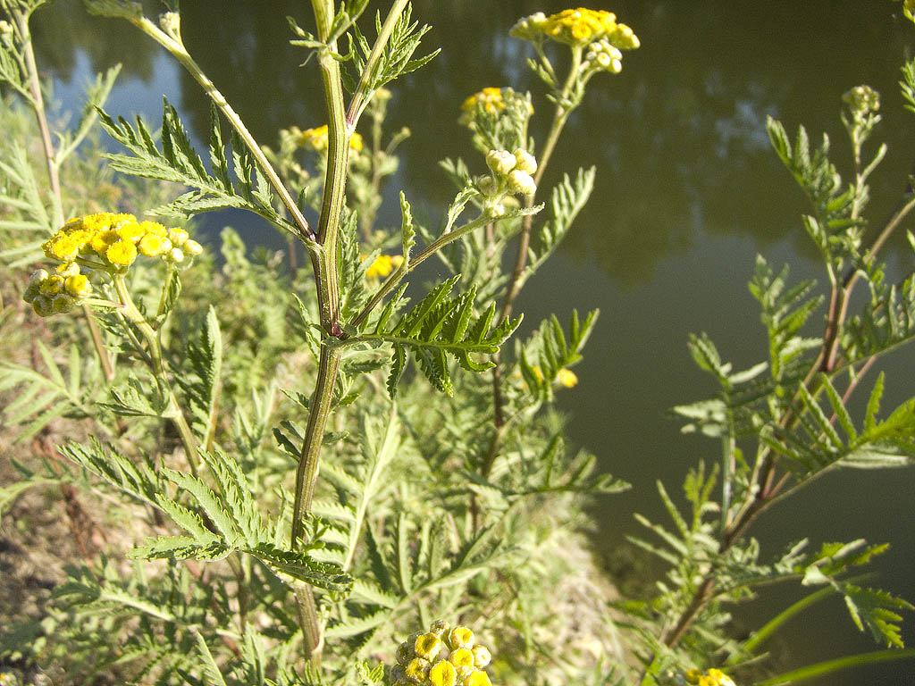 Tanacetum vulgare / Tanaceto