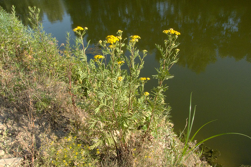 Tanacetum vulgare / Tanaceto