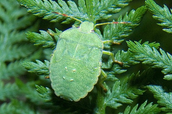 Pentatomidae: Palomena cf prasina