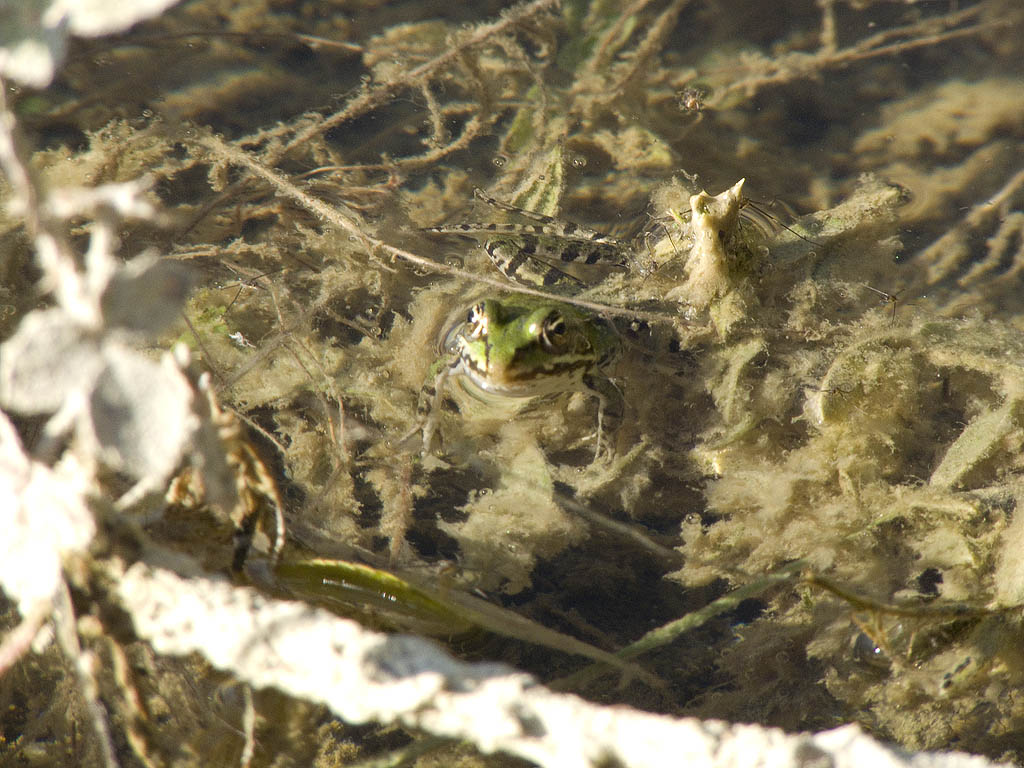 Saluti da due rane maremmane! - Pelophylax sp.