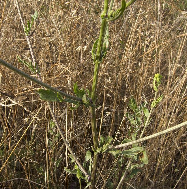 Jacobaea aquatica (= Senecio erraticus) /Senecione dei fossi