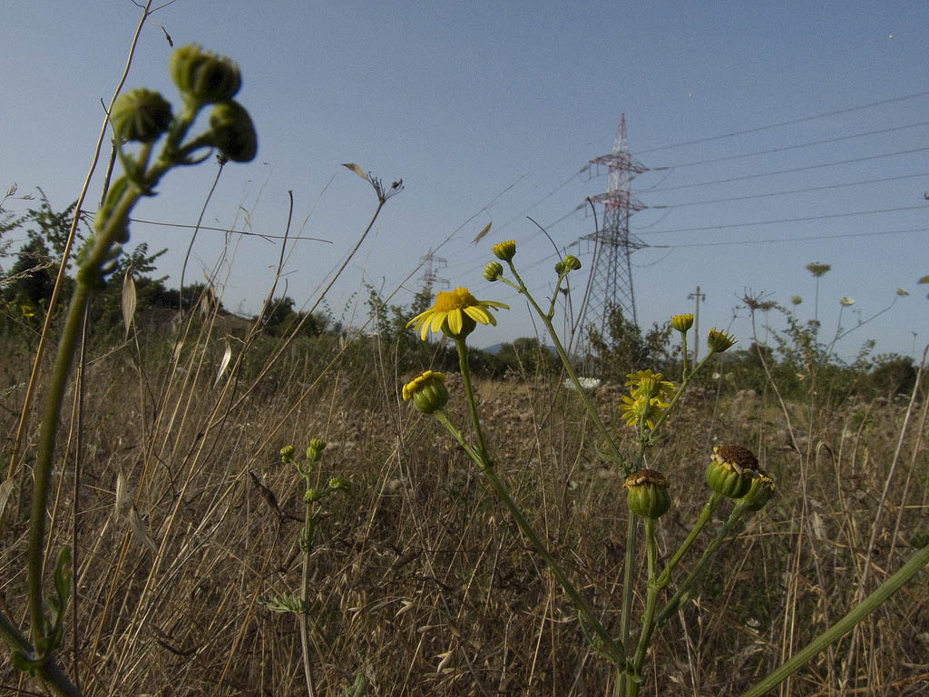 Jacobaea aquatica (= Senecio erraticus) /Senecione dei fossi