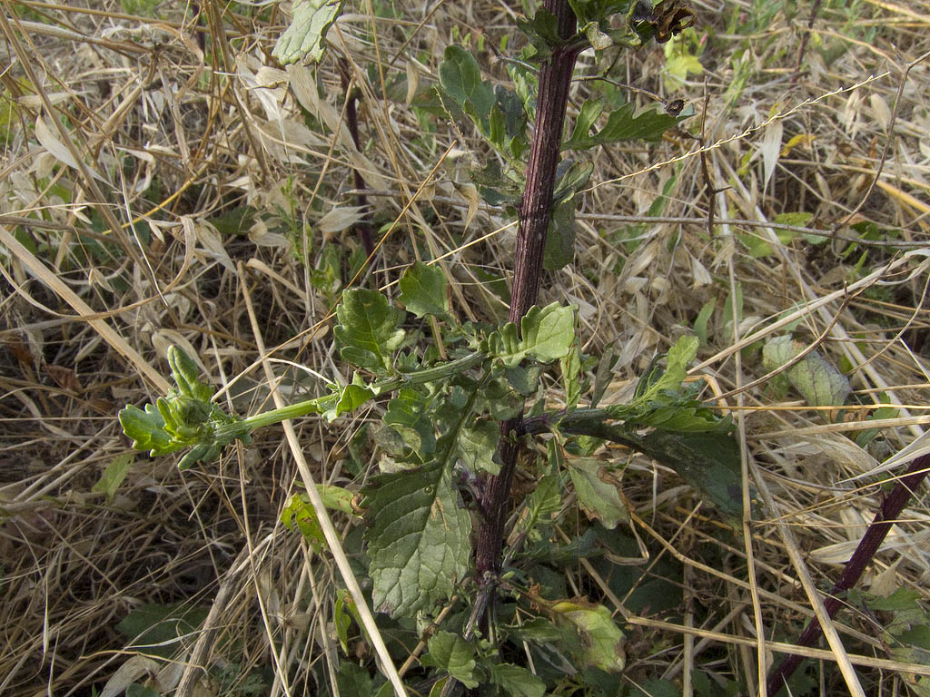 Jacobaea aquatica (= Senecio erraticus) /Senecione dei fossi