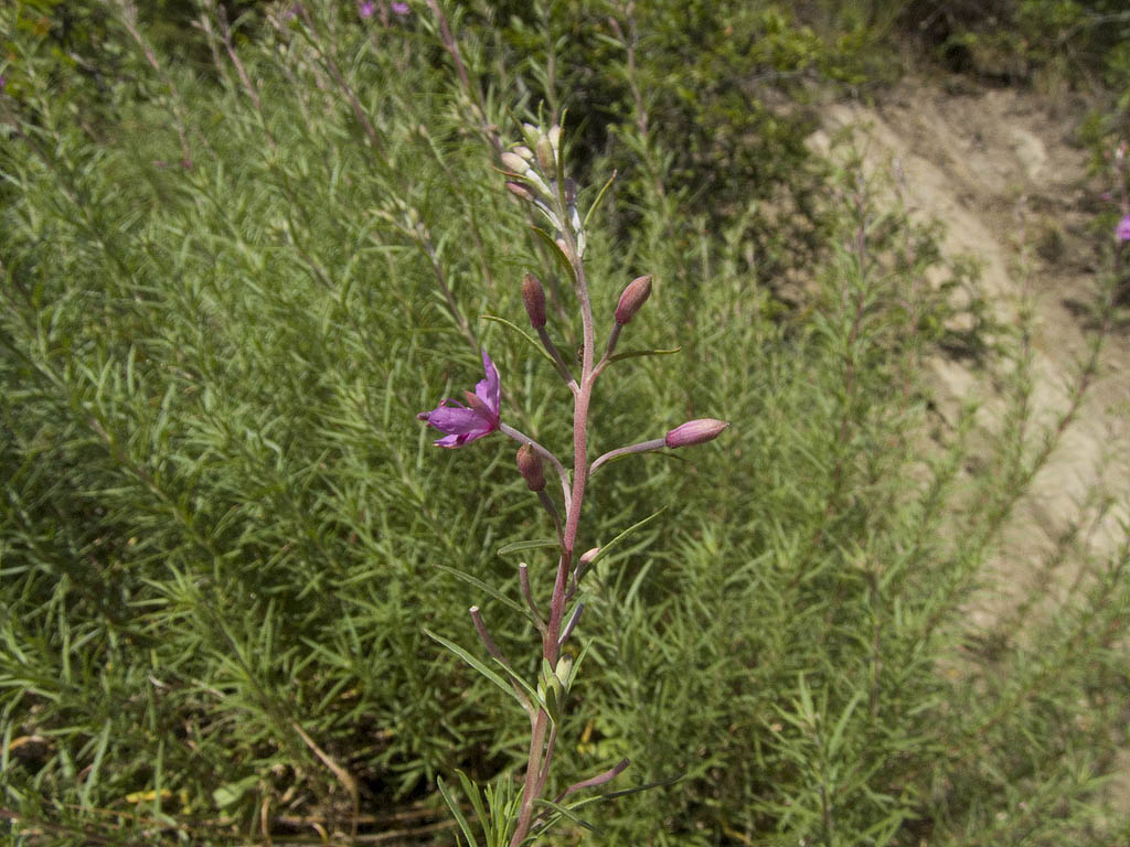 Chamaenerion dodonaei (ex Epilobium dodonaei), Onagraceae