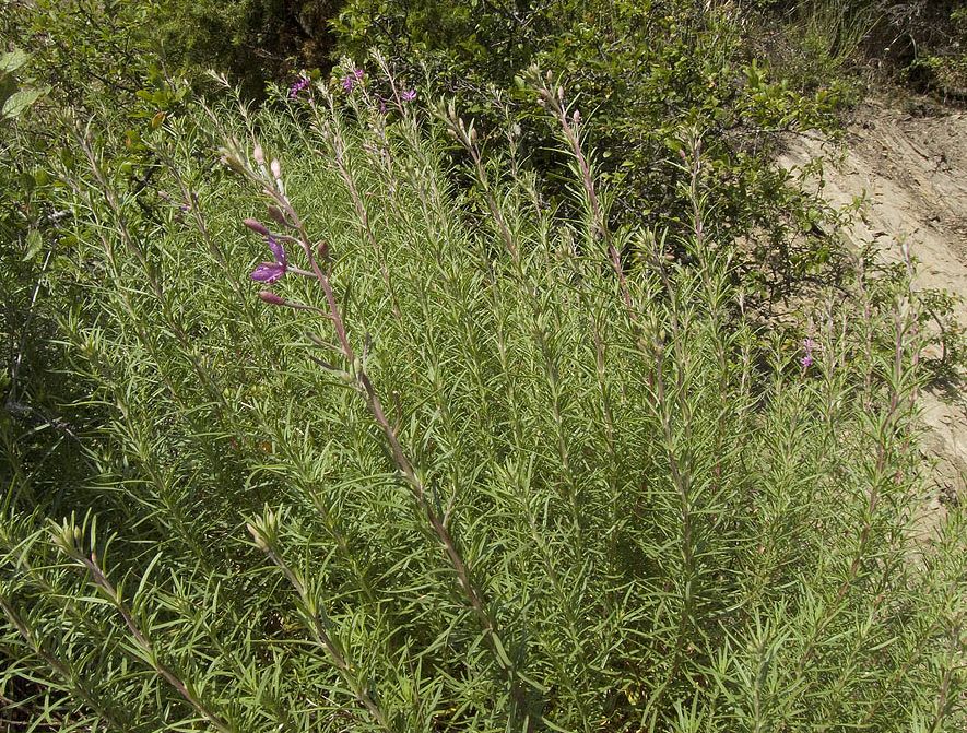 Chamaenerion dodonaei (ex Epilobium dodonaei), Onagraceae