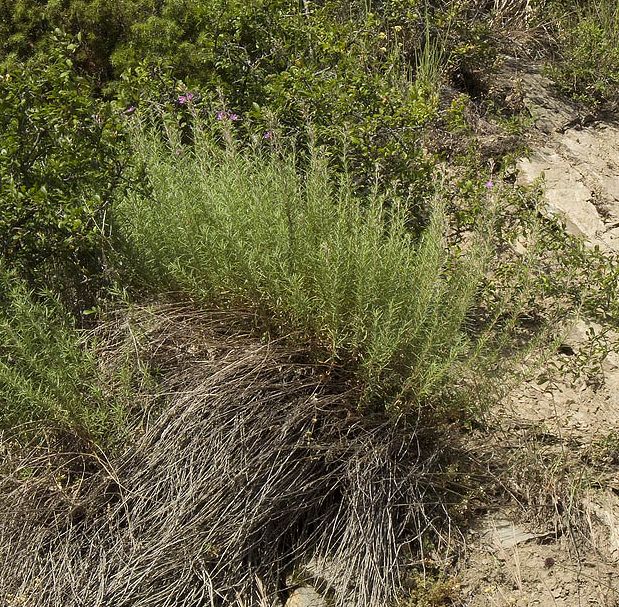 Chamaenerion dodonaei (ex Epilobium dodonaei), Onagraceae