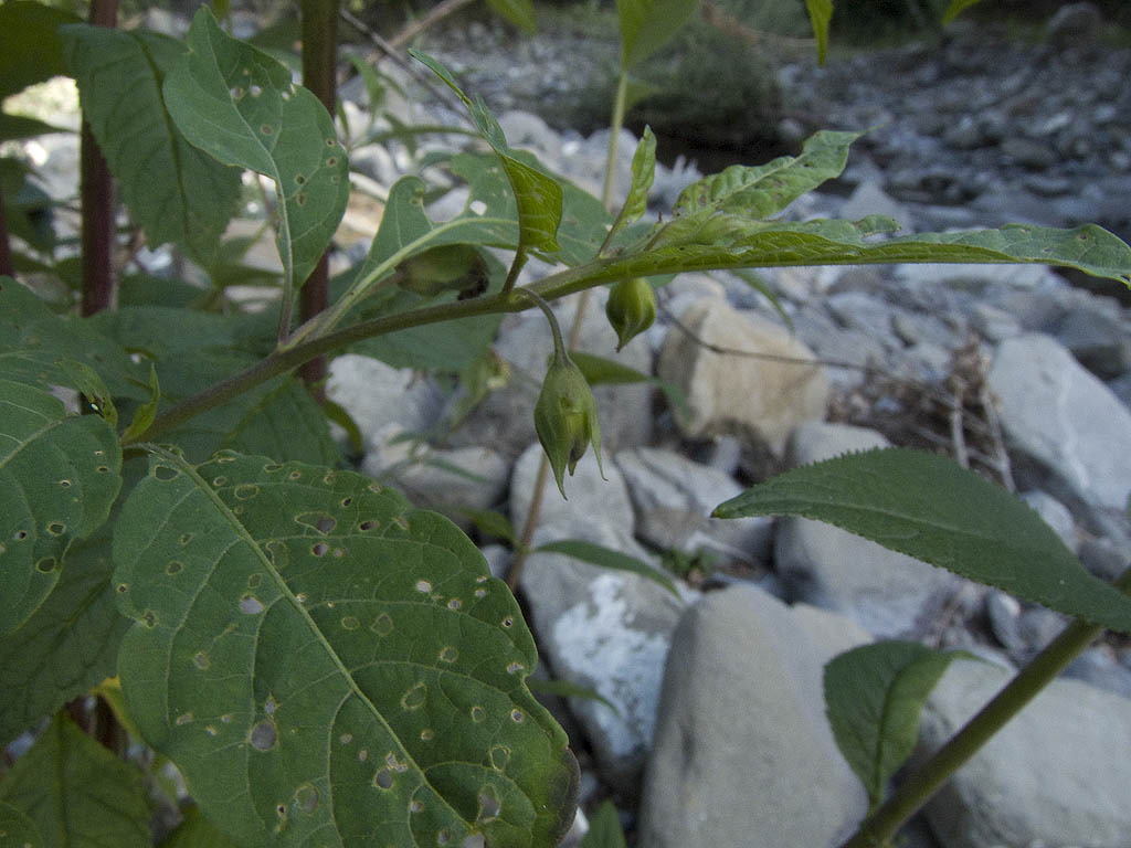 Atropa bella-donna