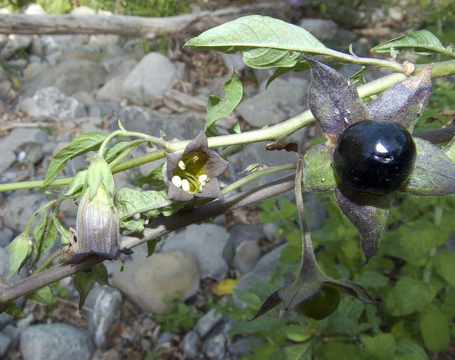 Atropa bella-donna