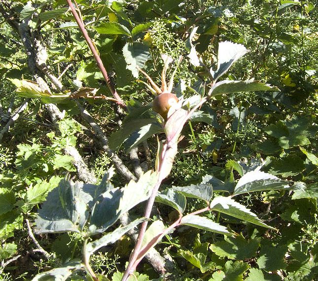 Rosa glauca (=Rosa rubrifolia) / Rosa paonazza