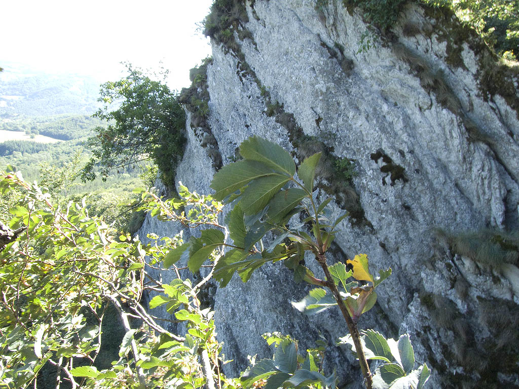 Rosa glauca (=Rosa rubrifolia) / Rosa paonazza