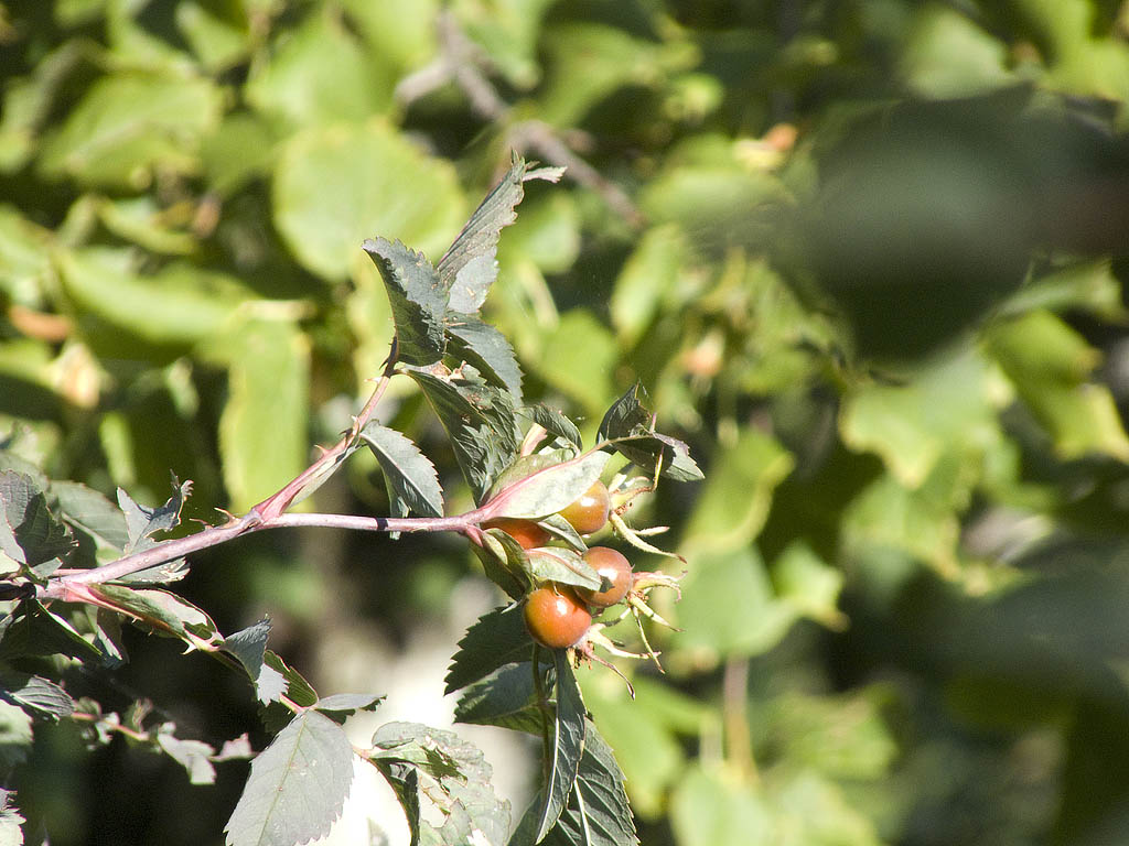 Rosa glauca (=Rosa rubrifolia) / Rosa paonazza