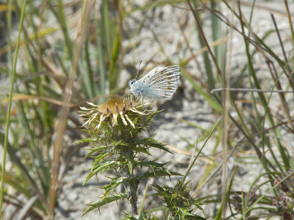 Farfalla su Carlina...