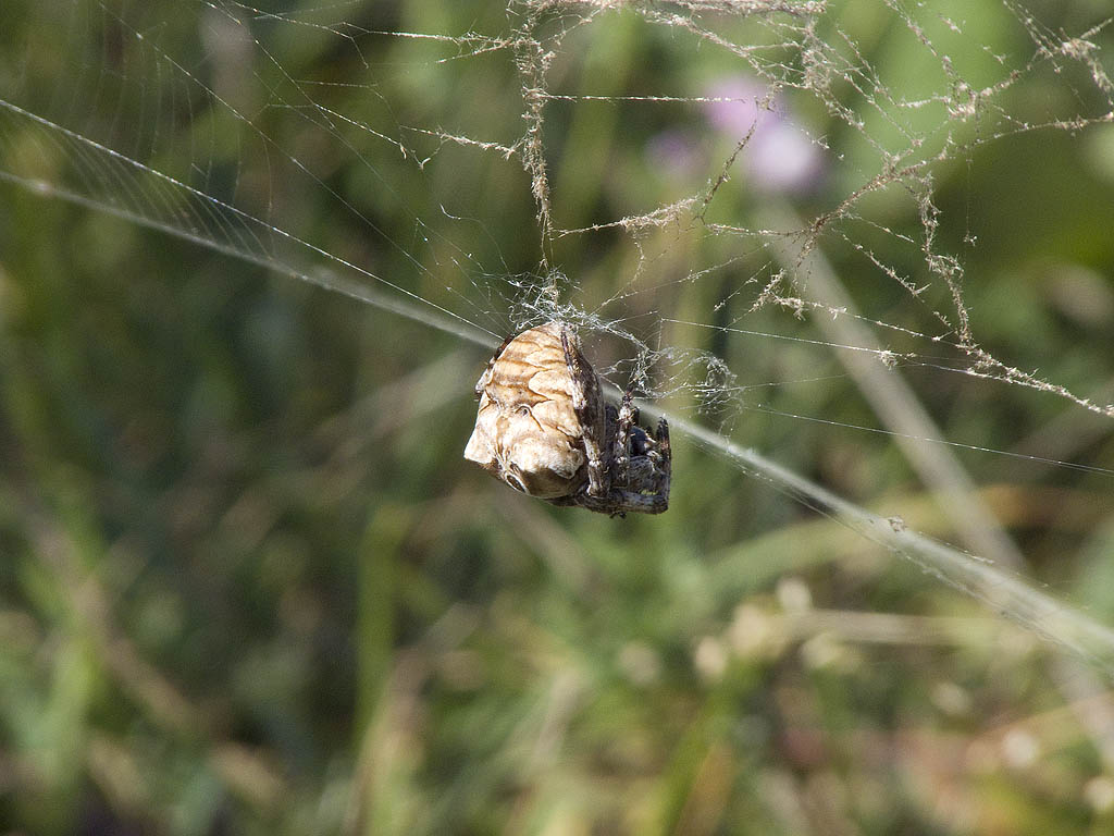 Araneus grossus