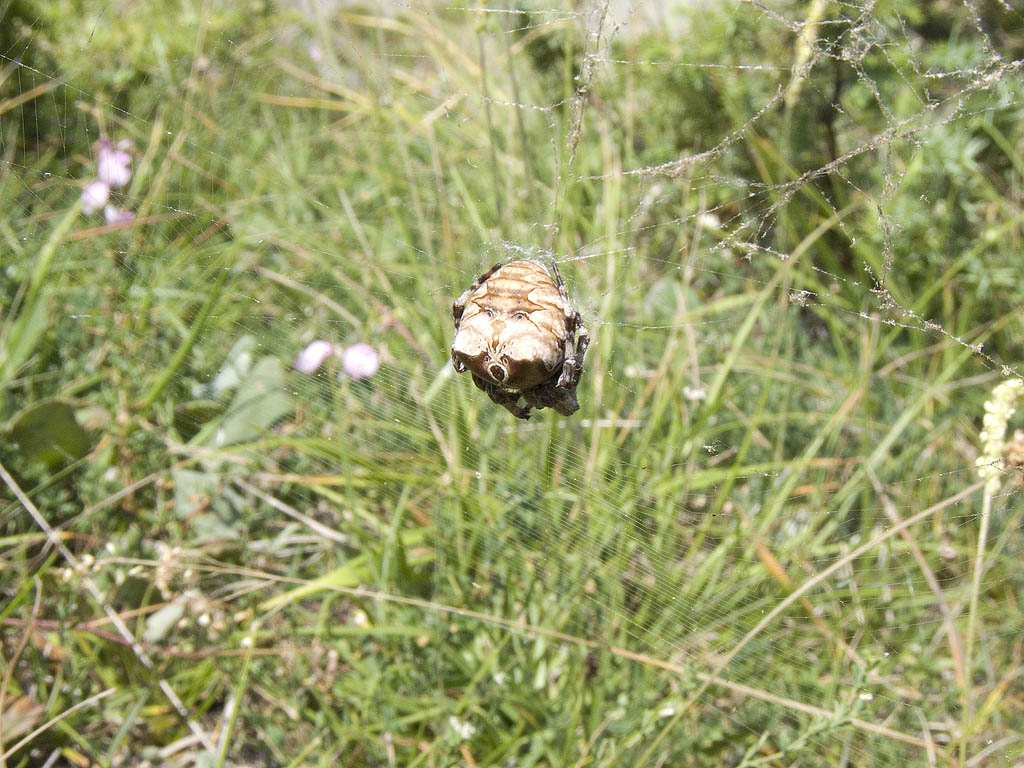 Araneus grossus