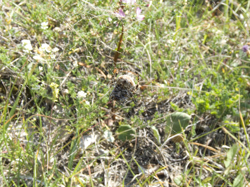 Araneus grossus