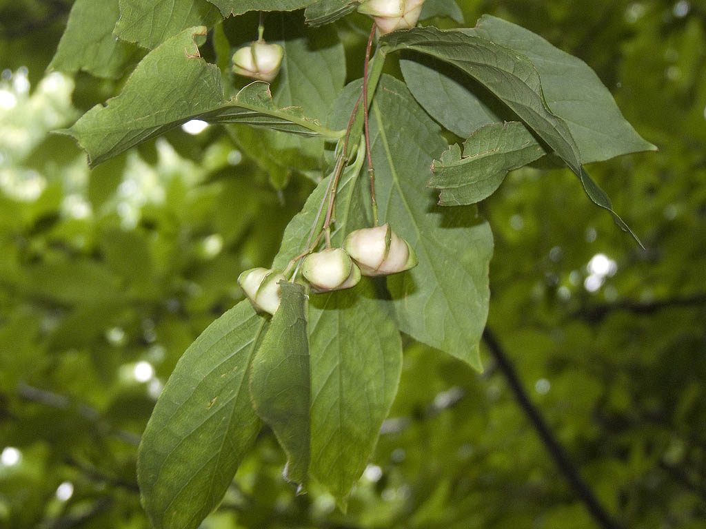 Euonymus latifolius / Fusaria maggiore