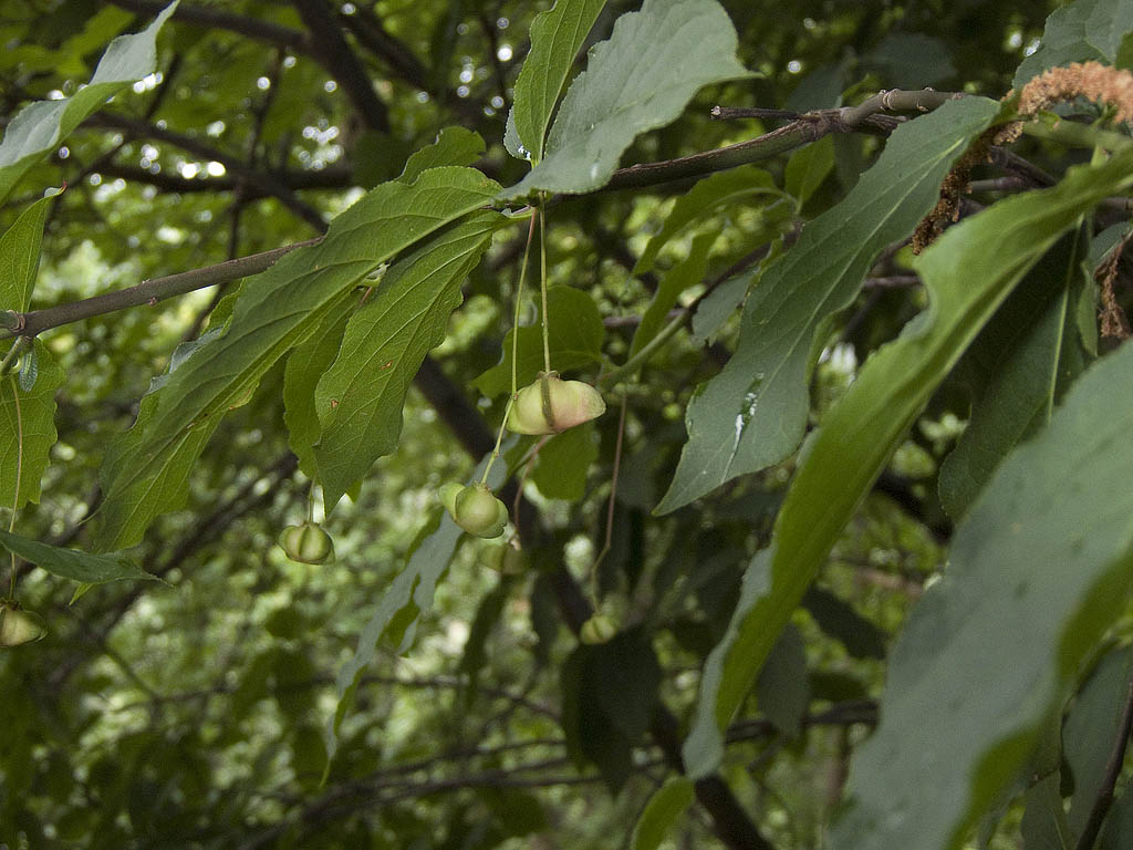 Euonymus latifolius / Fusaria maggiore
