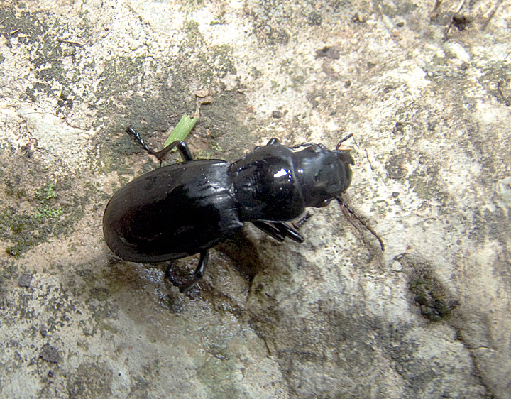 Percus paykulli