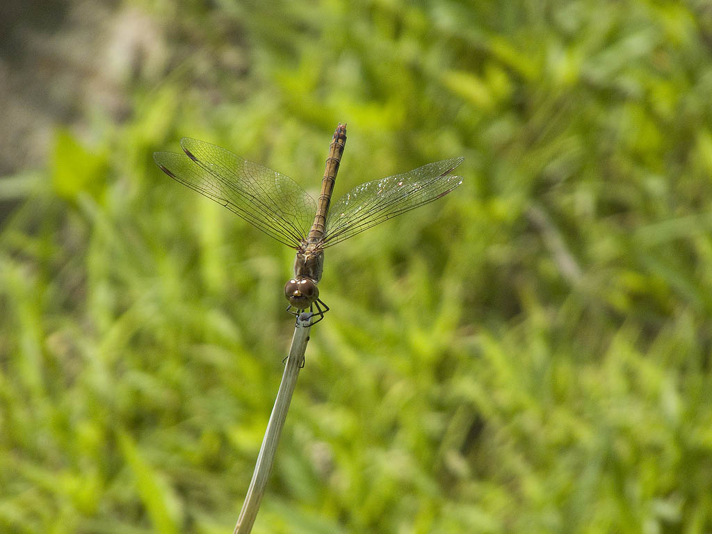 Da identificare: Sympetrum striolatum