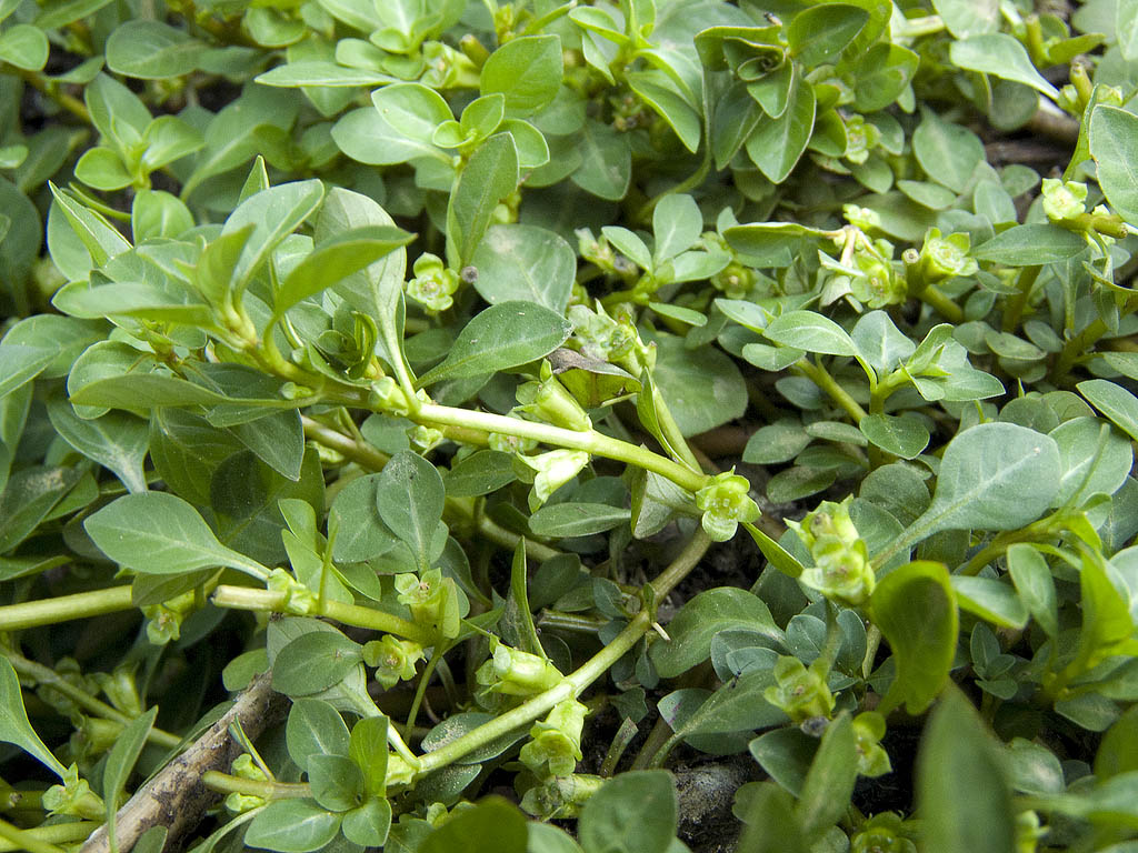 Ludwigia palustris  / Porracchia dei fossi