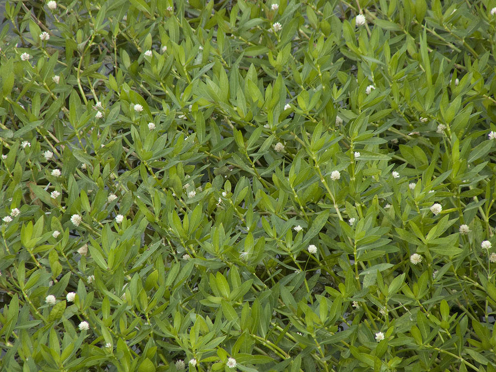 Alternanthera philoxeroides (Mart.) Griseb.