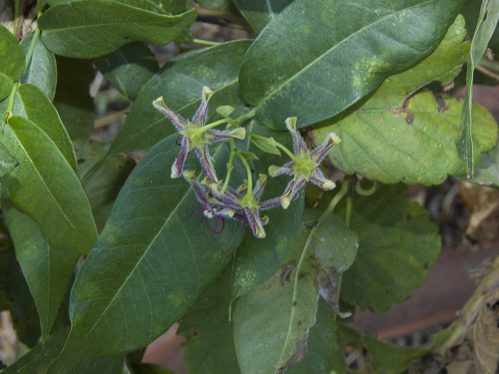 Periploca graeca / Periploca maggiore