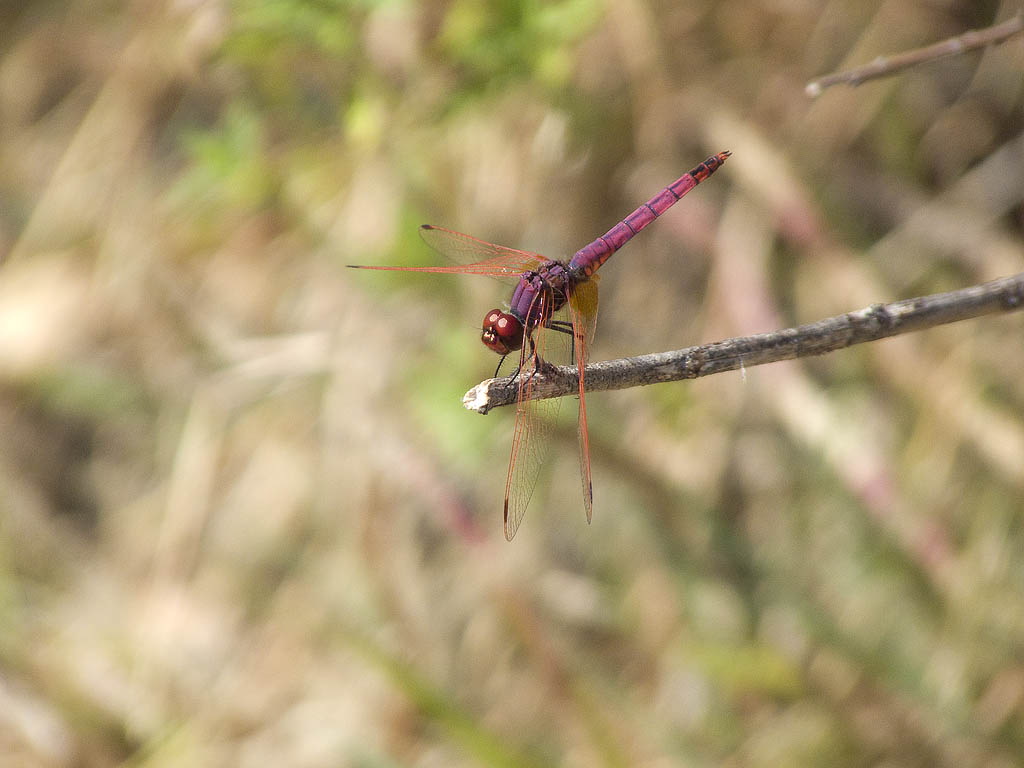 Trithemis annulata