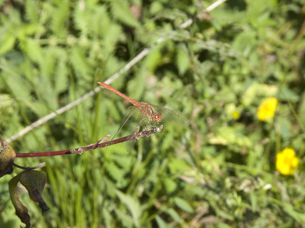 Sympetrum meridionale