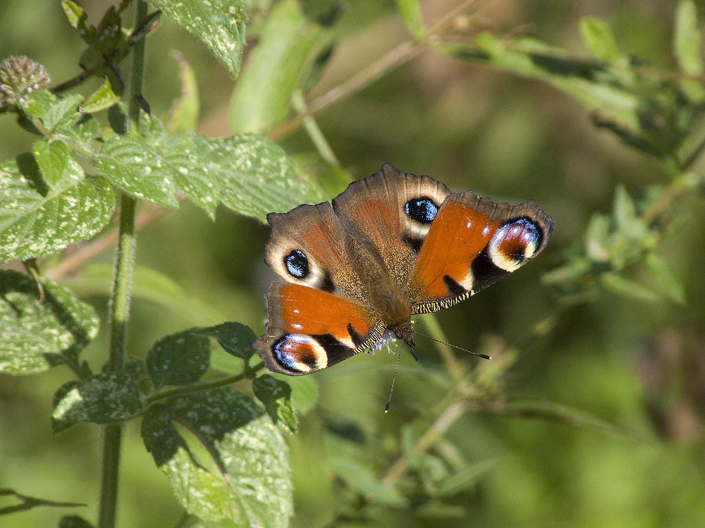 Aglais io