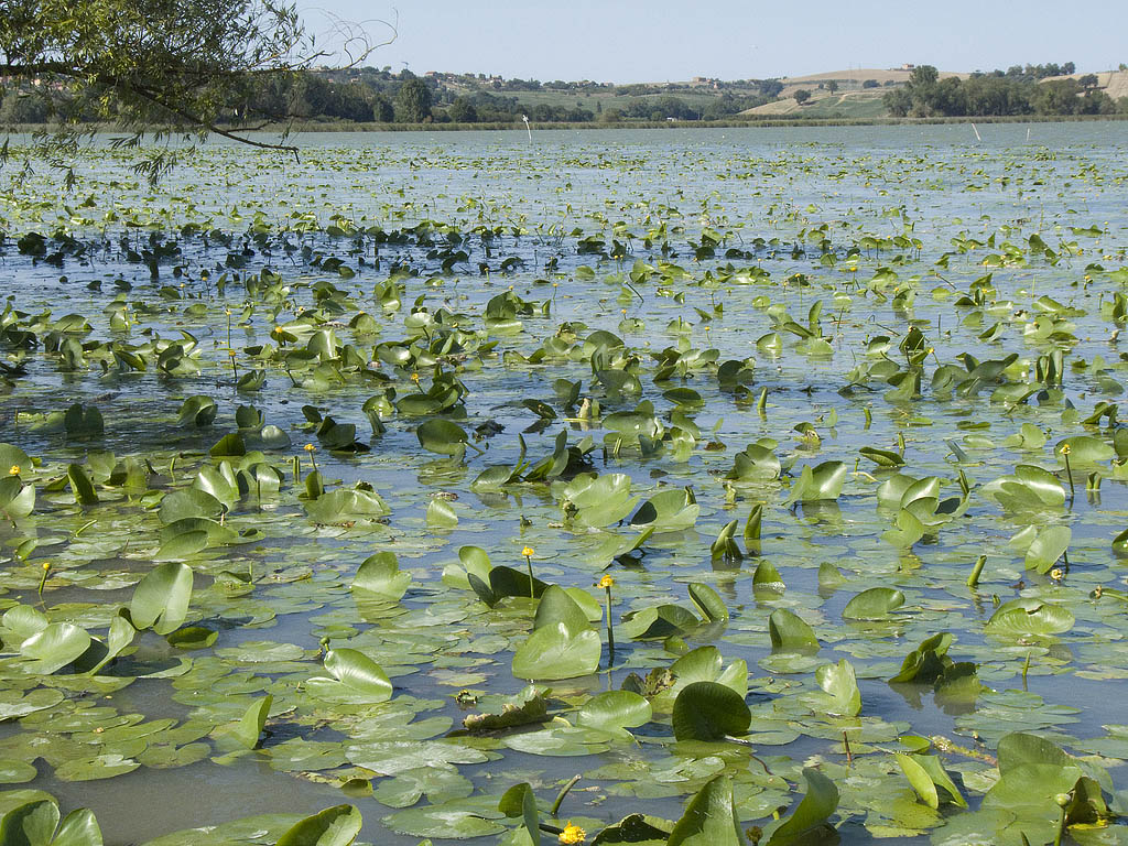 Nuphar lutea / Ninfea gialla